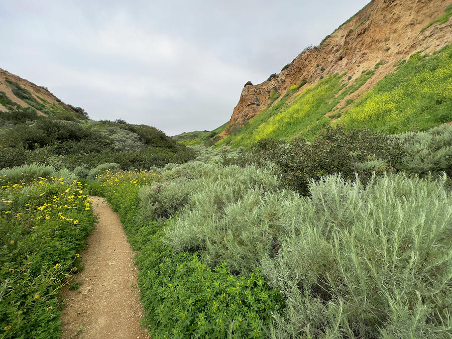 Getting Lost in a Ladera Spring Photograph by Joe Schofield