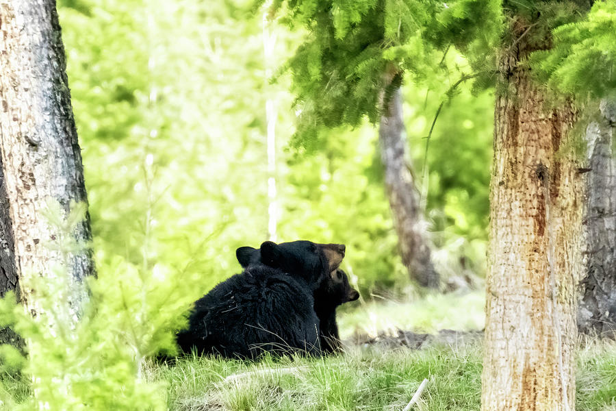 Getting Mommys Attention Photograph by Belinda Greb
