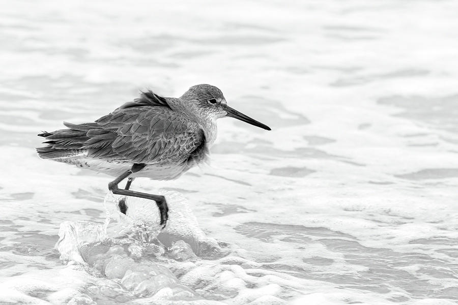 Getting my Feet Wet Photograph by Dawn Currie