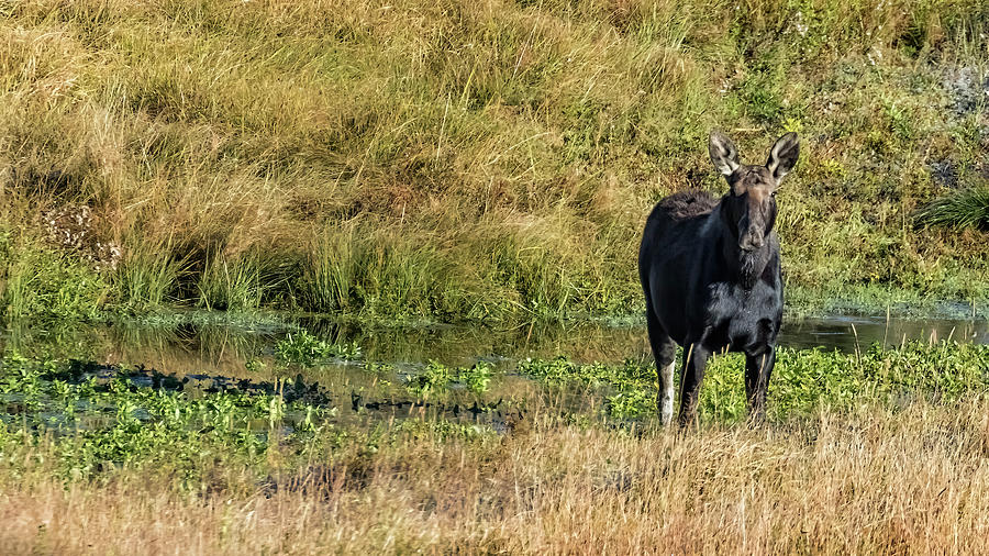 Getting Noticed Photograph by Belinda Greb