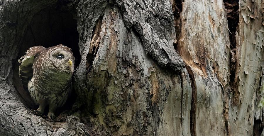 Getting Ready - Mama Barred owl Photograph by Puttaswamy Ravishankar