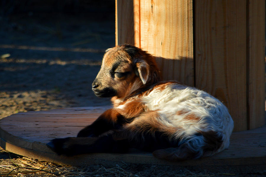 Getting Sleepy Photograph by Dianne Cowen Cape Cod Photography Fine