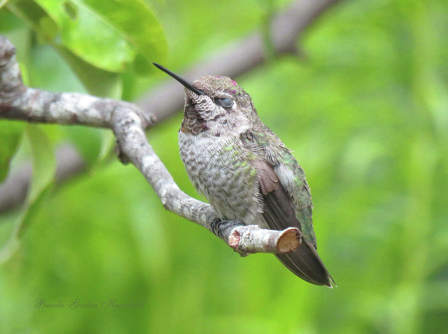 Getting Some Shut Eye - Hummingbird in the Pear Tree - Avian Photographic Art Photograph by Brooks Garten Hauschild