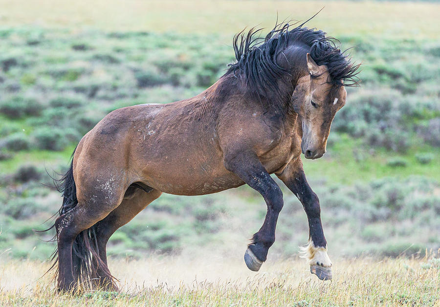 Getting Wild - Stallion Photograph by Paul Nutt - Fine Art America