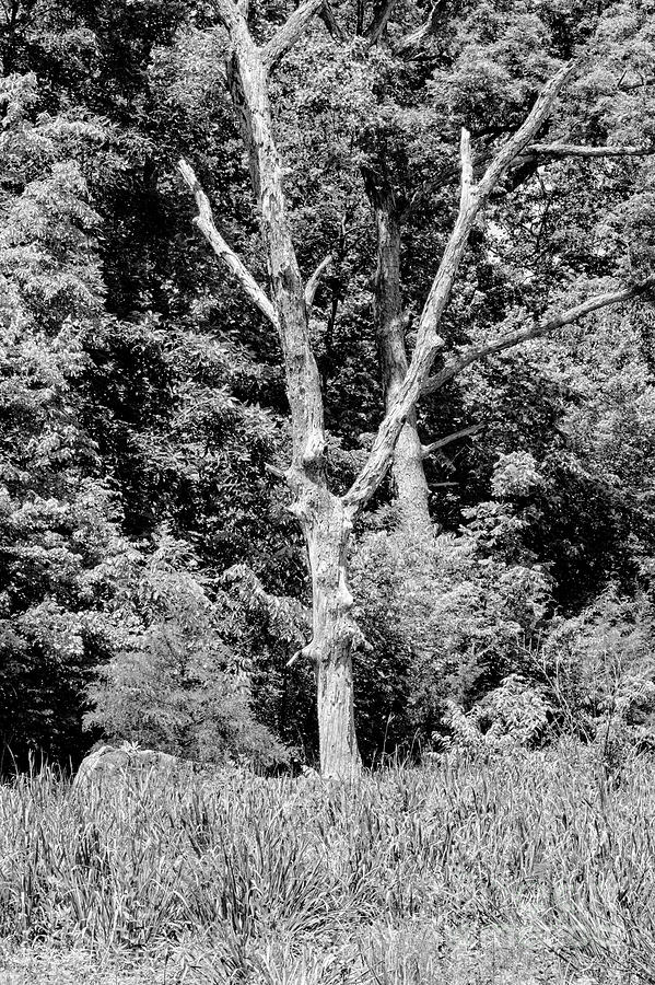 Gettysburg Battlefield White Walnut Tree 2 Photograph by Bob Phillips