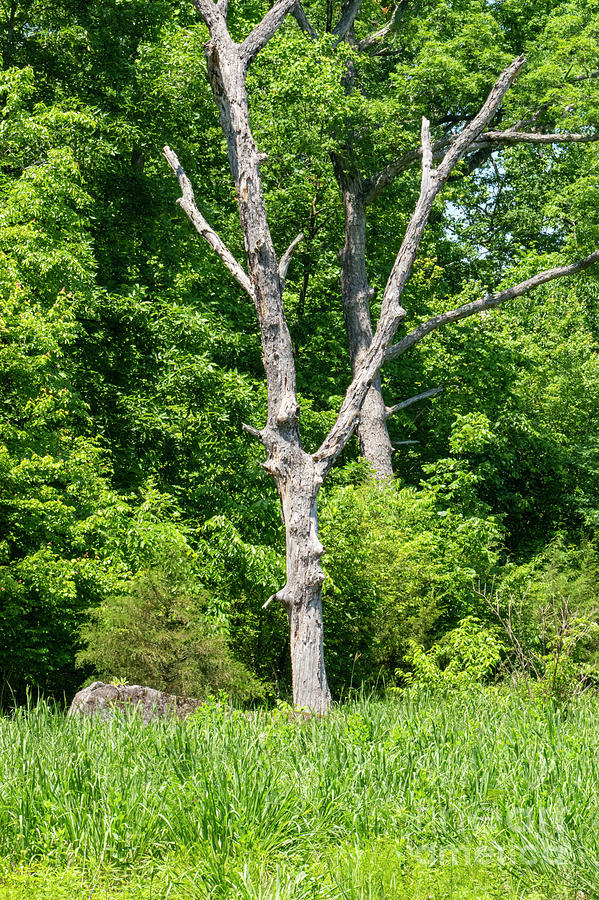 Gettysburg Battlefield White Walnut Tree Photograph by Bob Phillips
