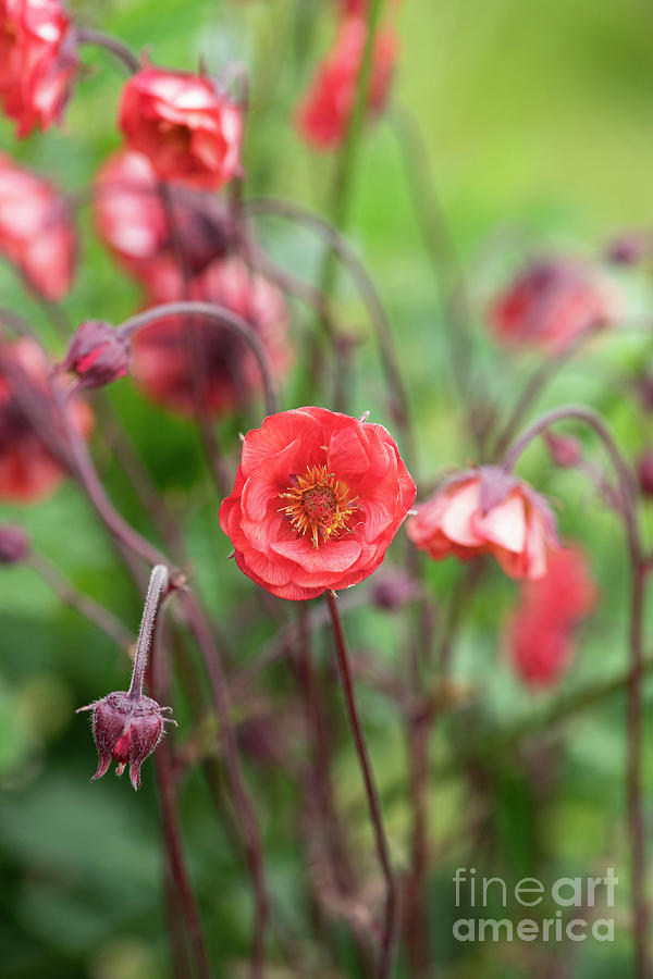 Geum Flames of Passion Flower Photograph by Tim Gainey