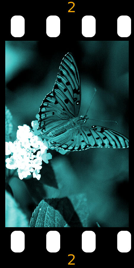 Gulf Fritillary Butterfly Cyan Filmstrip 2 Photograph by David Weeks