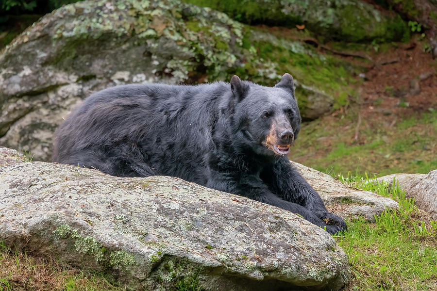GFM Bear-1 Photograph by John Kirkland
