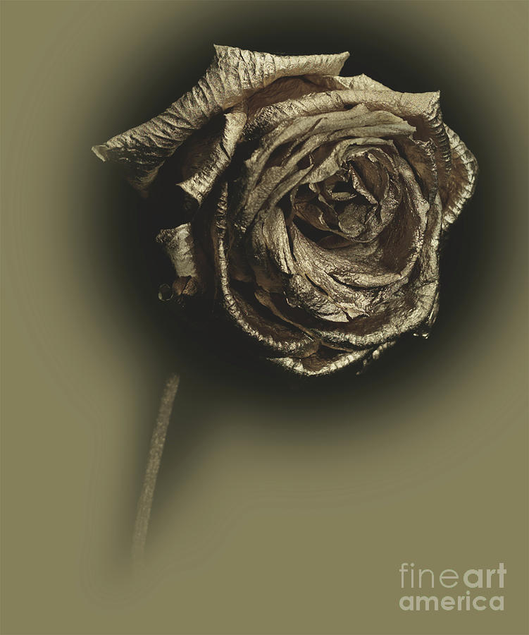 Gilded Rose Photograph by Ann Jacobson