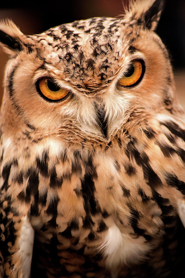 GH Owl Photograph by Don Johnson
