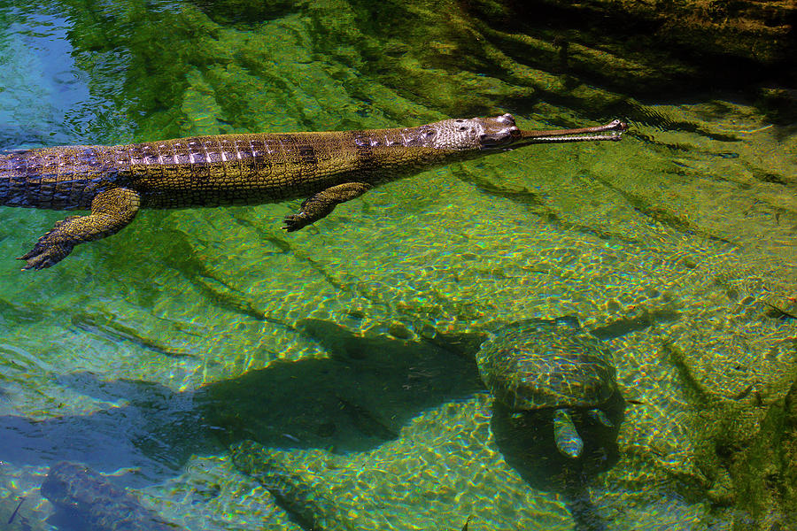 Gharial Crocodile Floating In Pond Photograph by Garry Gay