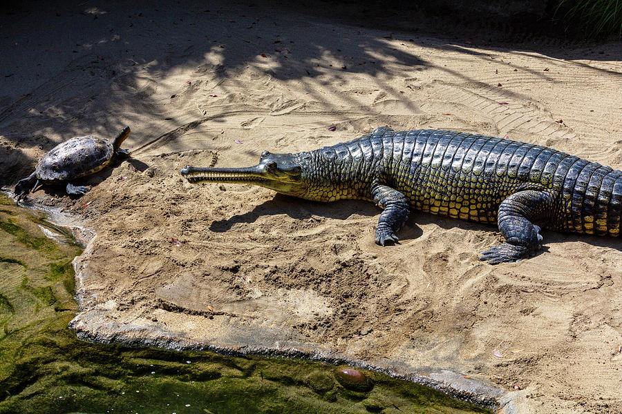 Gharial Long Snout Crocodile Photograph by Garry Gay