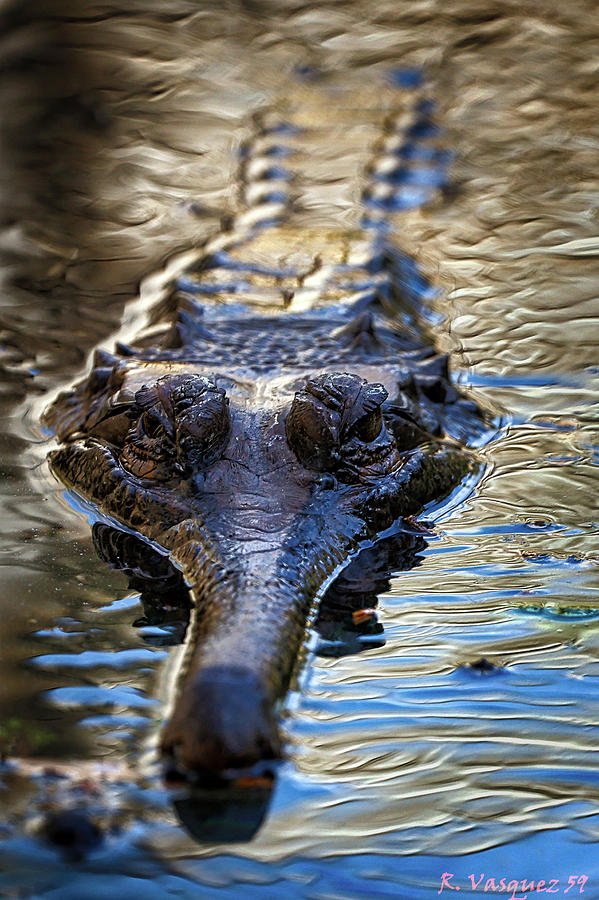 Gharial Lurking Photograph by Rene Vasquez