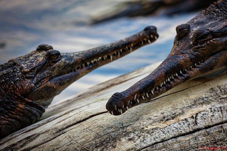 Gharials Chilling  Photograph by Rene Vasquez