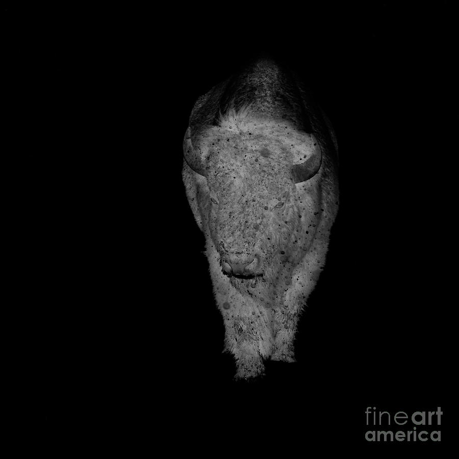 Ghost Bison Photograph by Patrick Nowotny