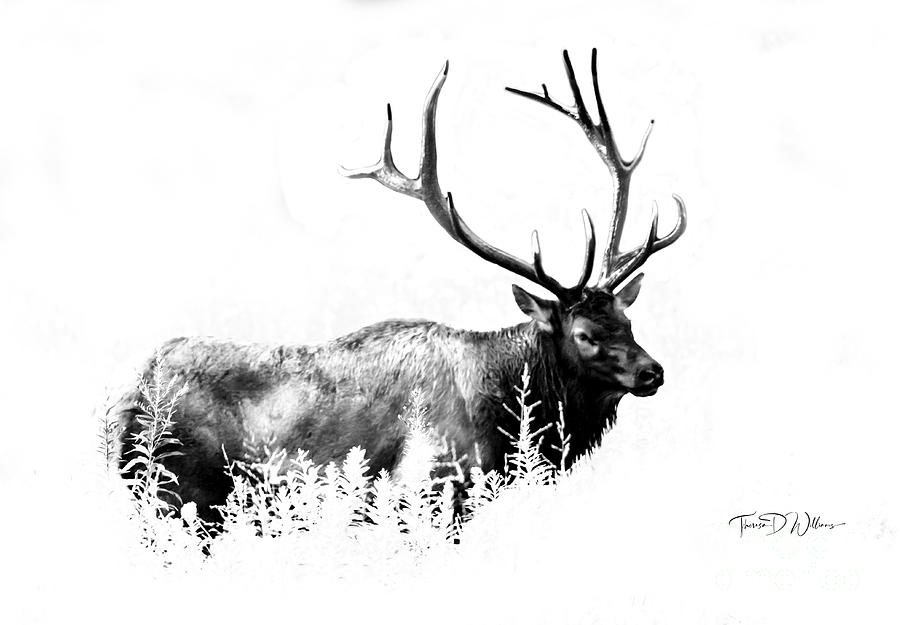 High Key Bull Elk Photograph by Theresa D Williams
