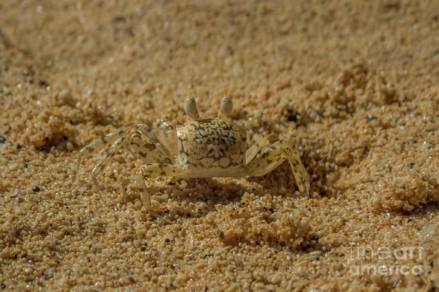 Ghost Crab at Home Photograph by Nancy Gleason