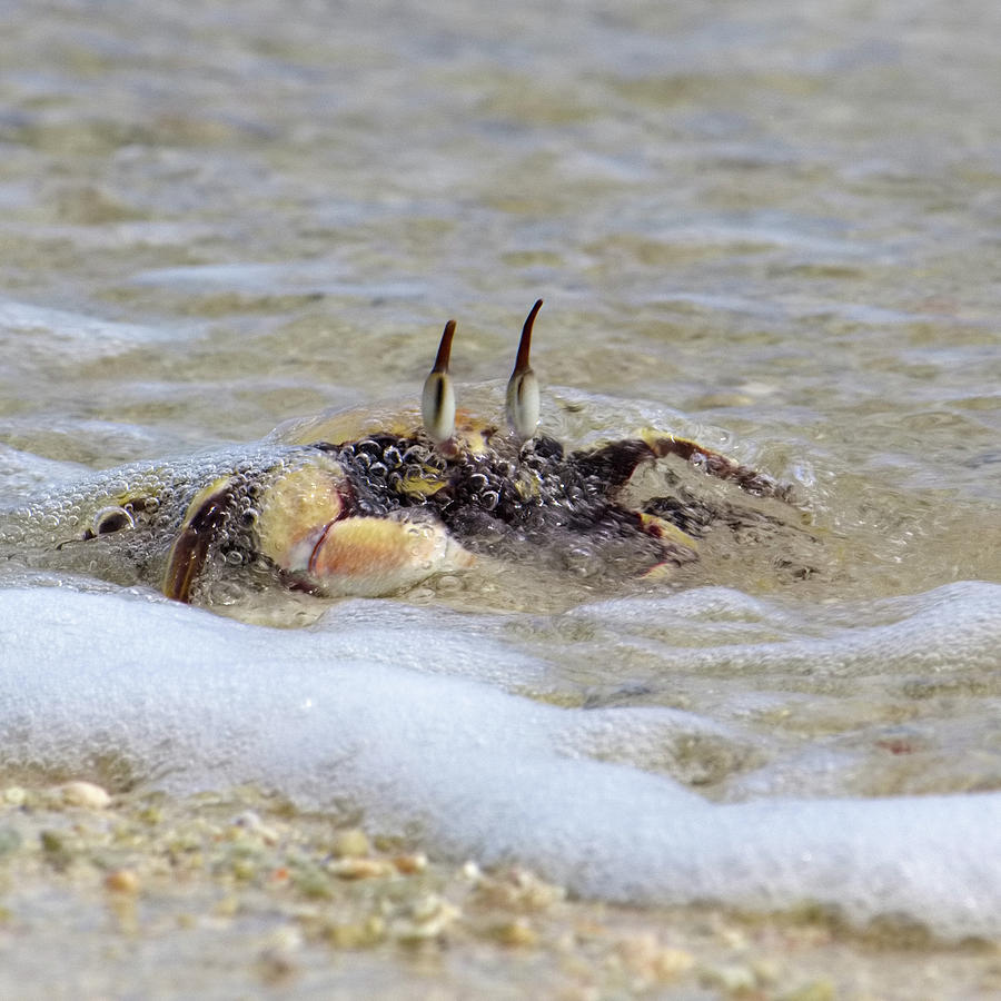 bubble bath crab