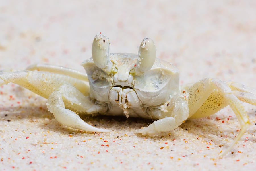 Ghost crab close up Photograph by Matteo Colombo