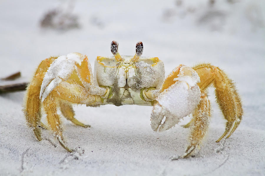 Ghost Crab Photograph by Dawna Moore Photography