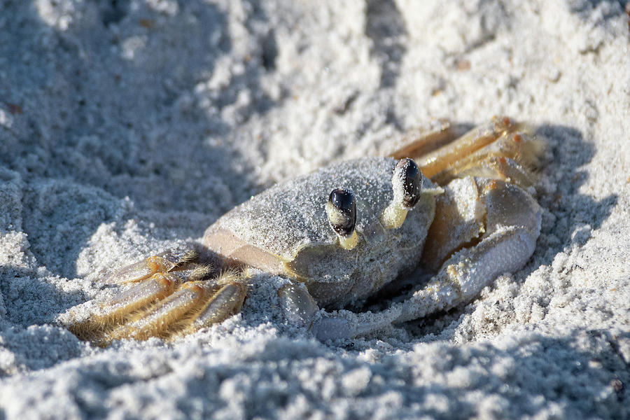 Ghost Crab in the Sand Photograph by Bradford Martin
