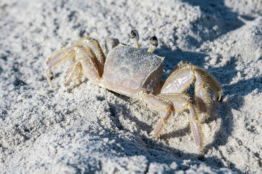 Ghost Crab Looking Back Photograph by Bradford Martin
