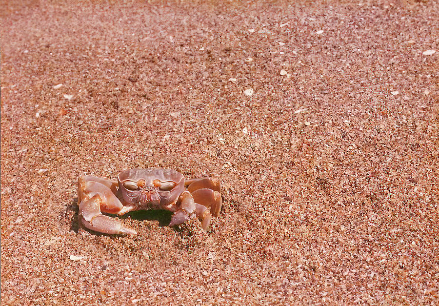 Ghost Crab of Mexico Photograph by Patti Deters