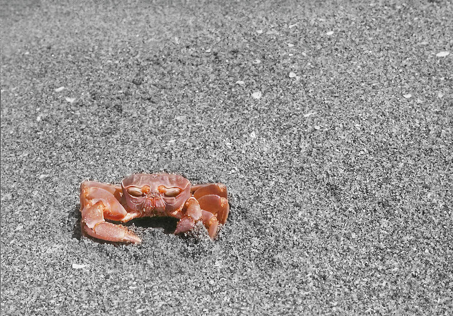 Ghost Crab of Mexico - Selective Color Photograph by Patti Deters