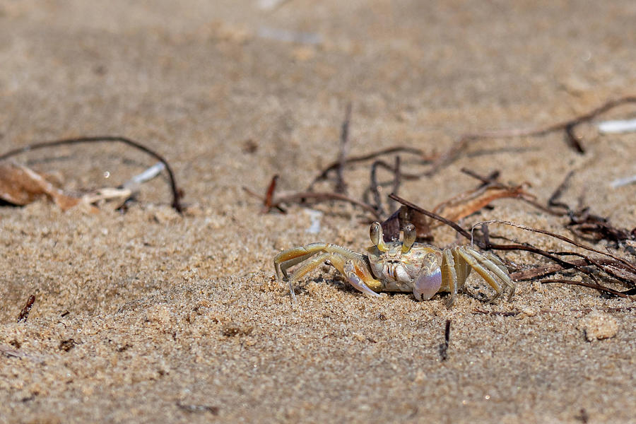 Ghost Crab Photograph by Steve Templeton