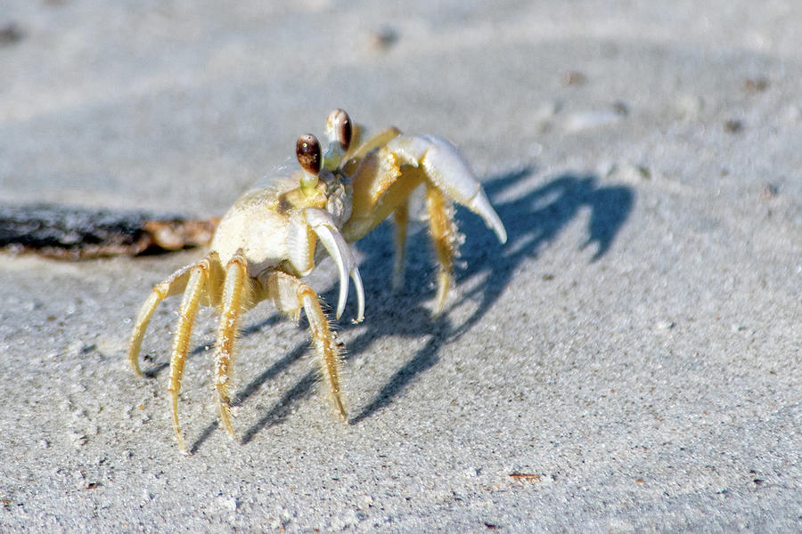 Ghost Crab Walking Photograph by Bradford Martin