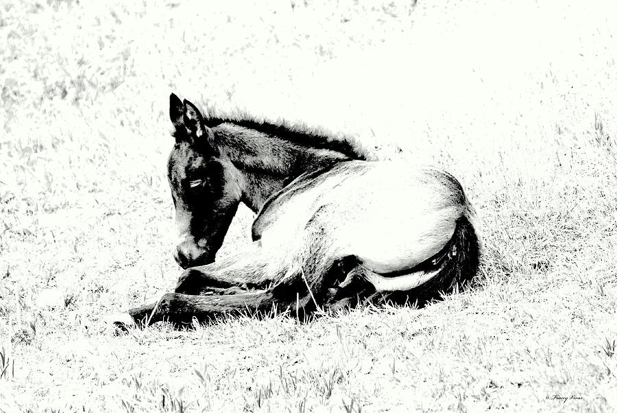 Ghost Filly Photograph by Tracey Vivar