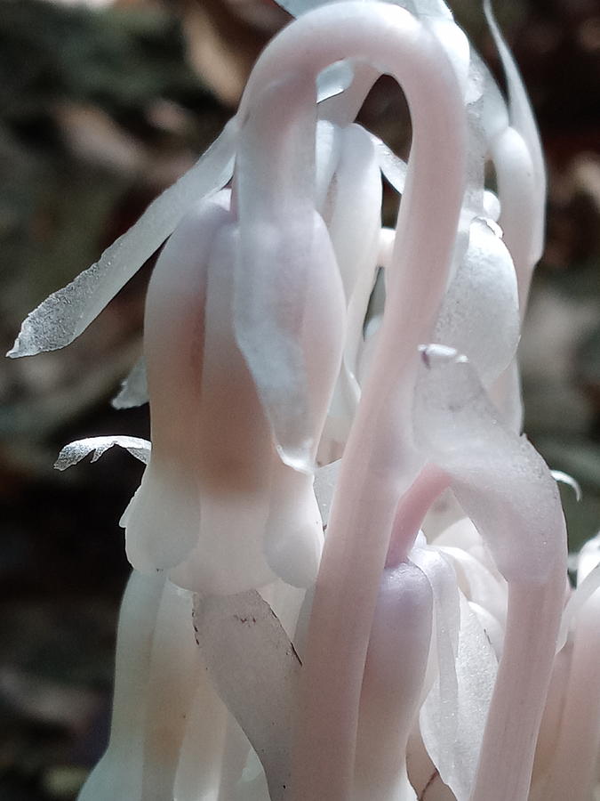 Ghost Flower 4 Photograph by Robert Nickologianis