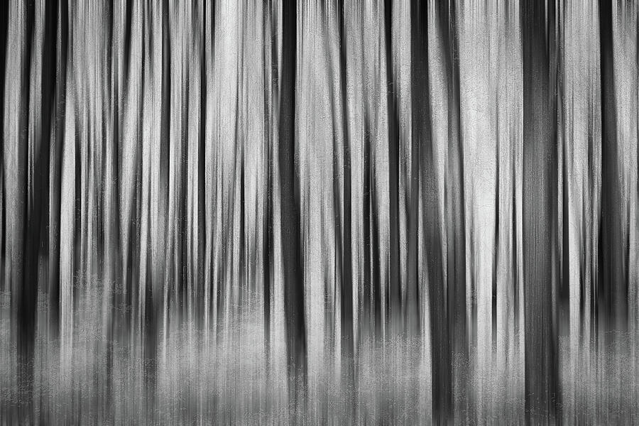 Ghost Forest Photograph by Dodie Ross Ghost Forest Photograph by Dodie Ross
