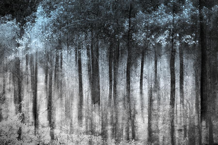 Ghost Forest Photograph by Ursula Abresch