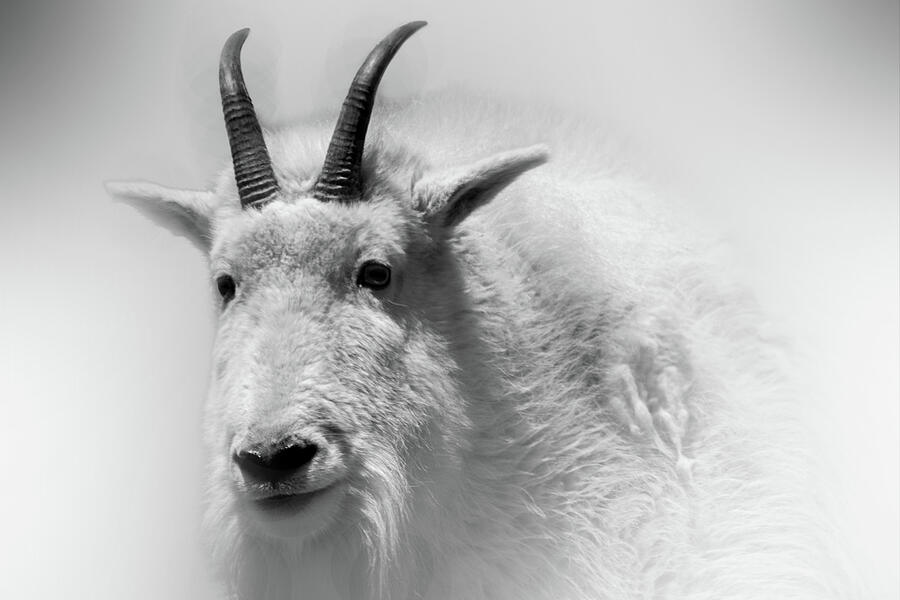 Ghost Goat Photograph by Ben Zell - Pixels