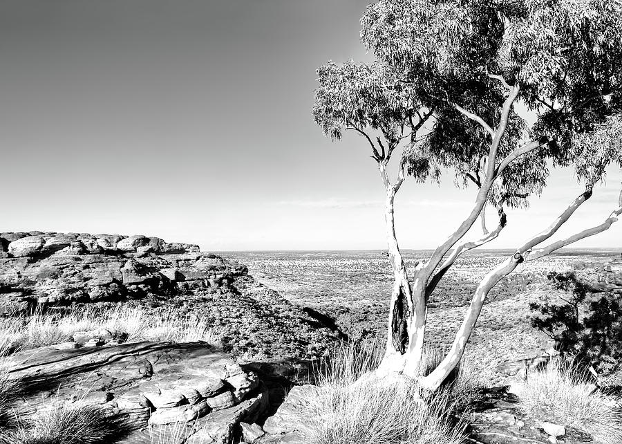Ghost Gum on Kings Canyon - Australia BW Photograph by Lexa Harpell