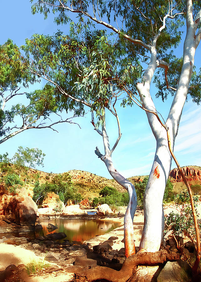 Ghost Gum - West MacDonnell Ranges Photograph by Lexa Harpell