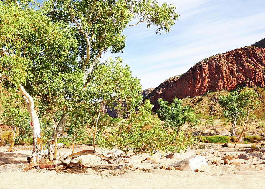 Ghost Gums of Ormiston Gorge 2 Photograph by Lexa Harpell