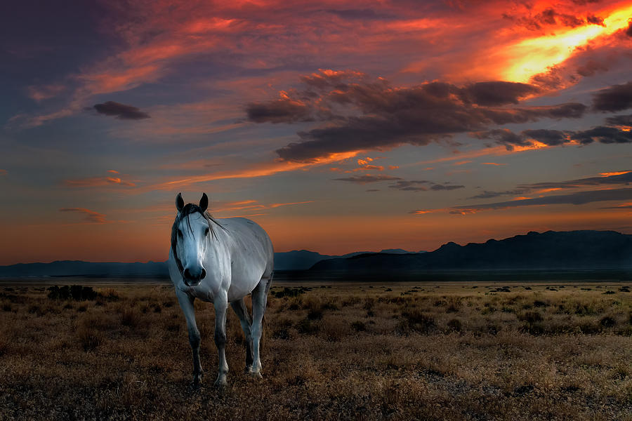 Ghost Horse at Sunset Photograph by Michael Ash
