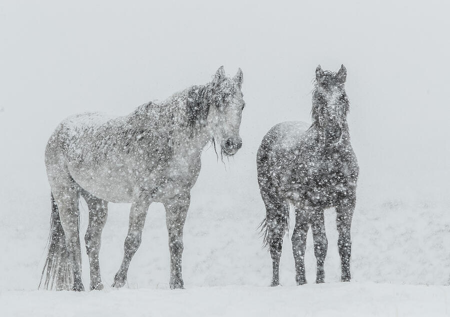 Ghost Horses Photograph by Kent Keller
