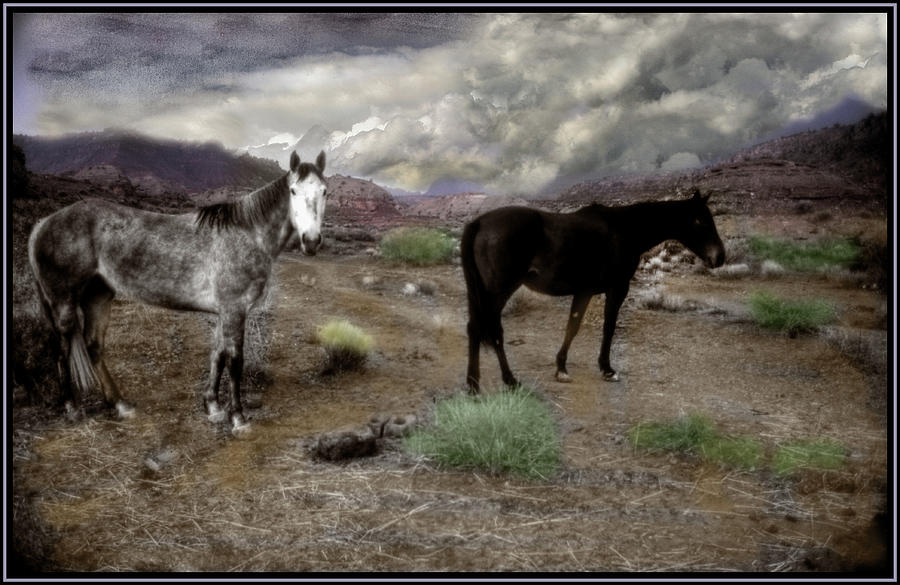 Ghost Horses on a High Plain Photograph by Wayne King