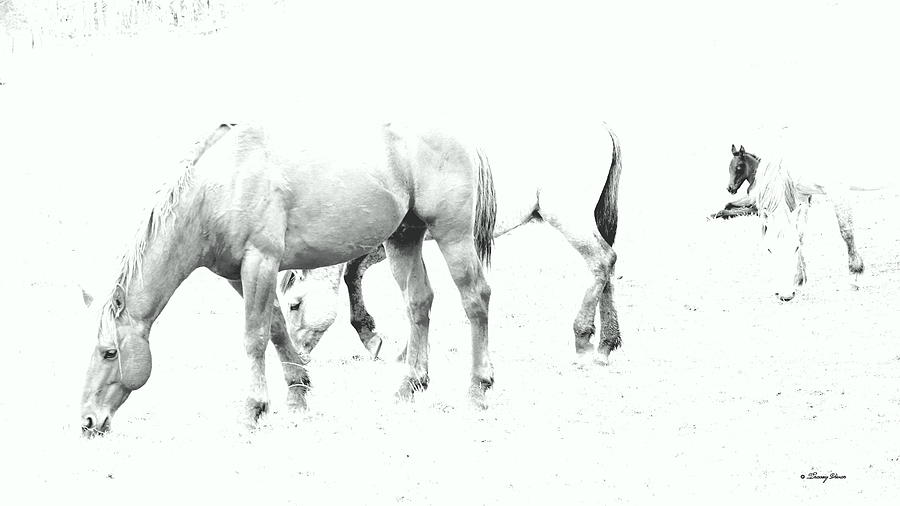 Ghost Horses Photograph