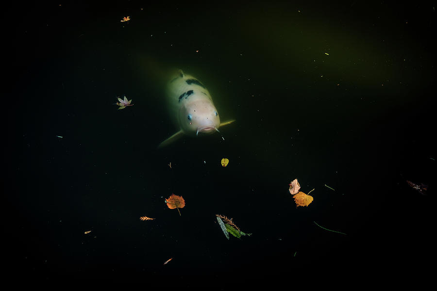 Ghost Koi Photograph by Johnny Boyd