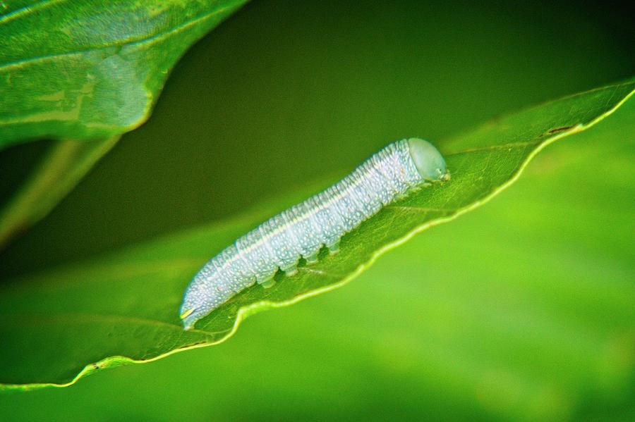 Ghost Larva Photograph by Douglas Barnett - Fine Art America