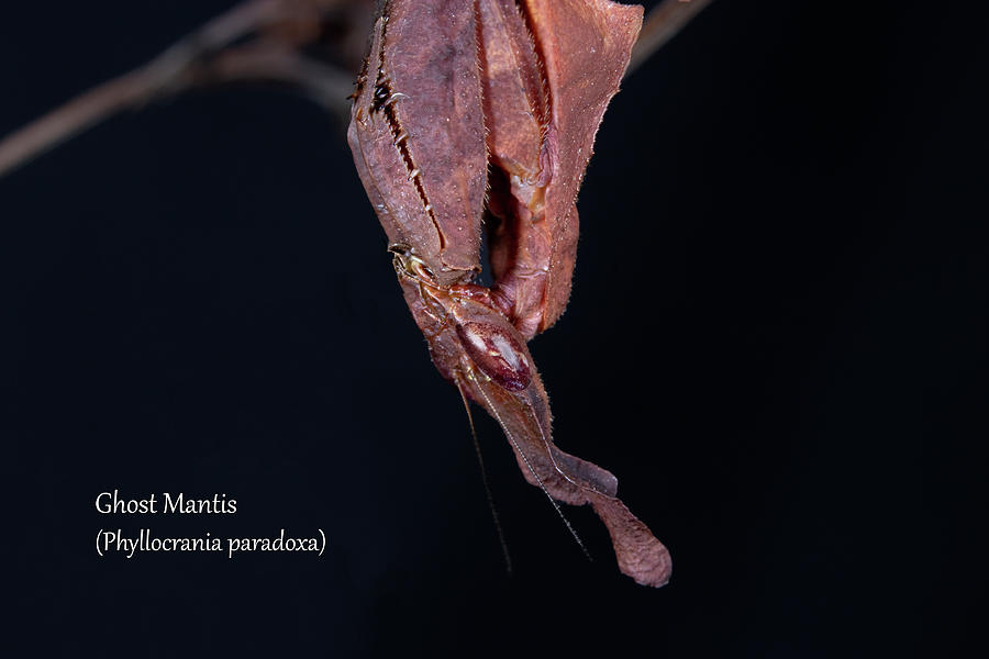 Ghost Mantis - female Photograph by Mark Berman