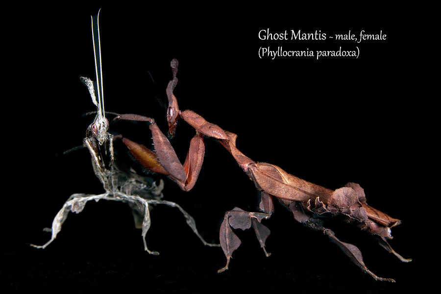 Ghost Mantis - pair Photograph by Mark Berman