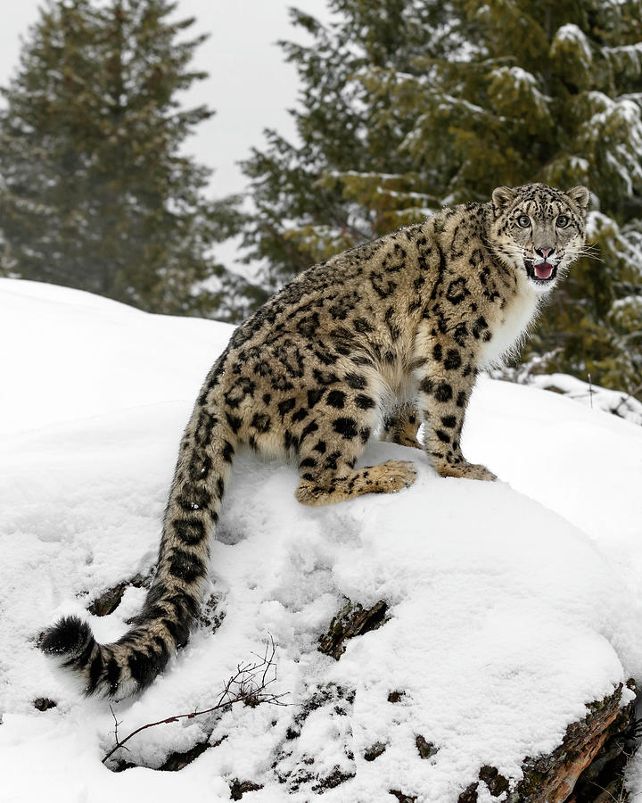 Counting the ghosts of the mountains: sampling snow leopard