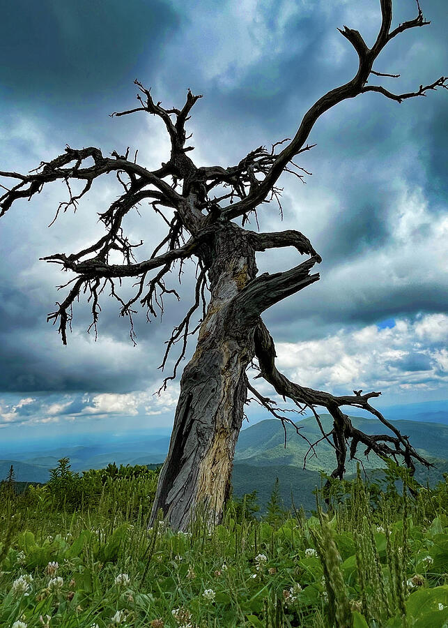 Ghost Of The Valley Photograph by Bobby Ryan Ghost Of The Valley Photograph by Bobby Ryan