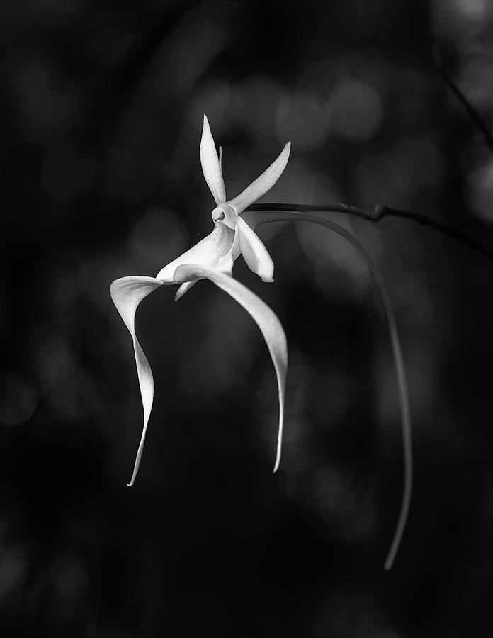 Ghost Orchid 2 BW Photograph by Rudy Wilms
